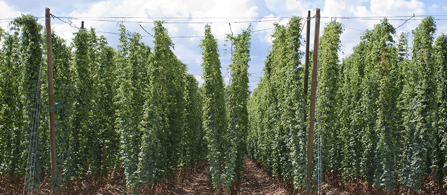 Hopfenfeld