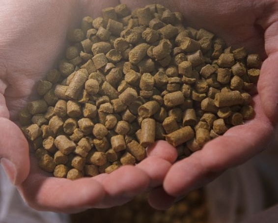 Hopfenpellets in offenen Händen.