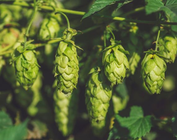 Hopfen für das Bier