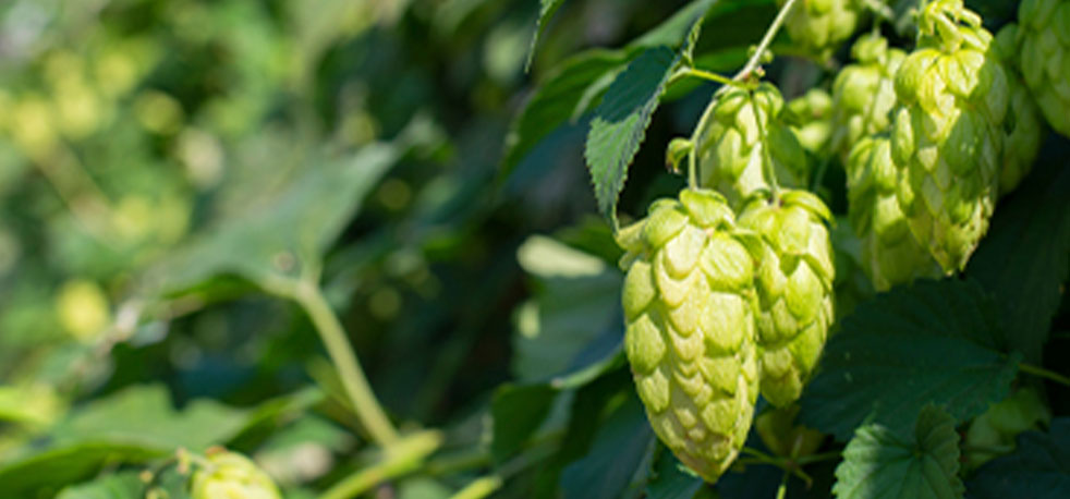 hopfen