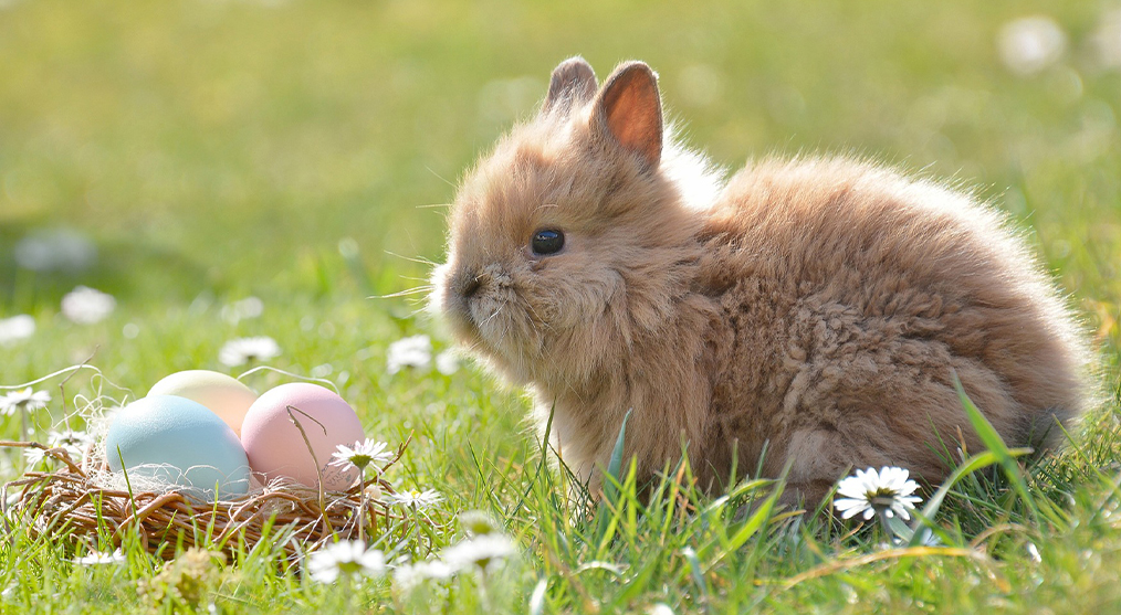 Osterhase